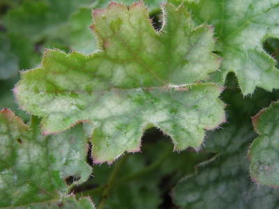 Heuchera sanguinea 'Alba'